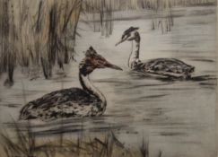 HENRY WILKINSON, limited edition etching of Grebes, signed and numbered 23/150, framed and glazed.