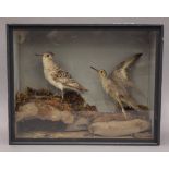 A taxidermy specimen of a preserved Knot Calidris canutus and a preserved Sanderling Calidris alba