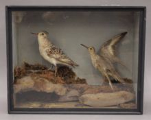 A taxidermy specimen of a preserved Knot Calidris canutus and a preserved Sanderling Calidris alba