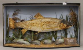 A taxidermy specimen of a Brown trout Salmo trutta, attributed to Williams of Dublin,