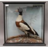 A Victorian taxidermy specimen of a preserved Shelduck Tadorna tadorna in a naturalistic setting