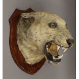 A taxidermy specimen of a preserved tiger's head Panthera tigris tigris,