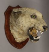 A taxidermy specimen of a preserved tiger's head Panthera tigris tigris,