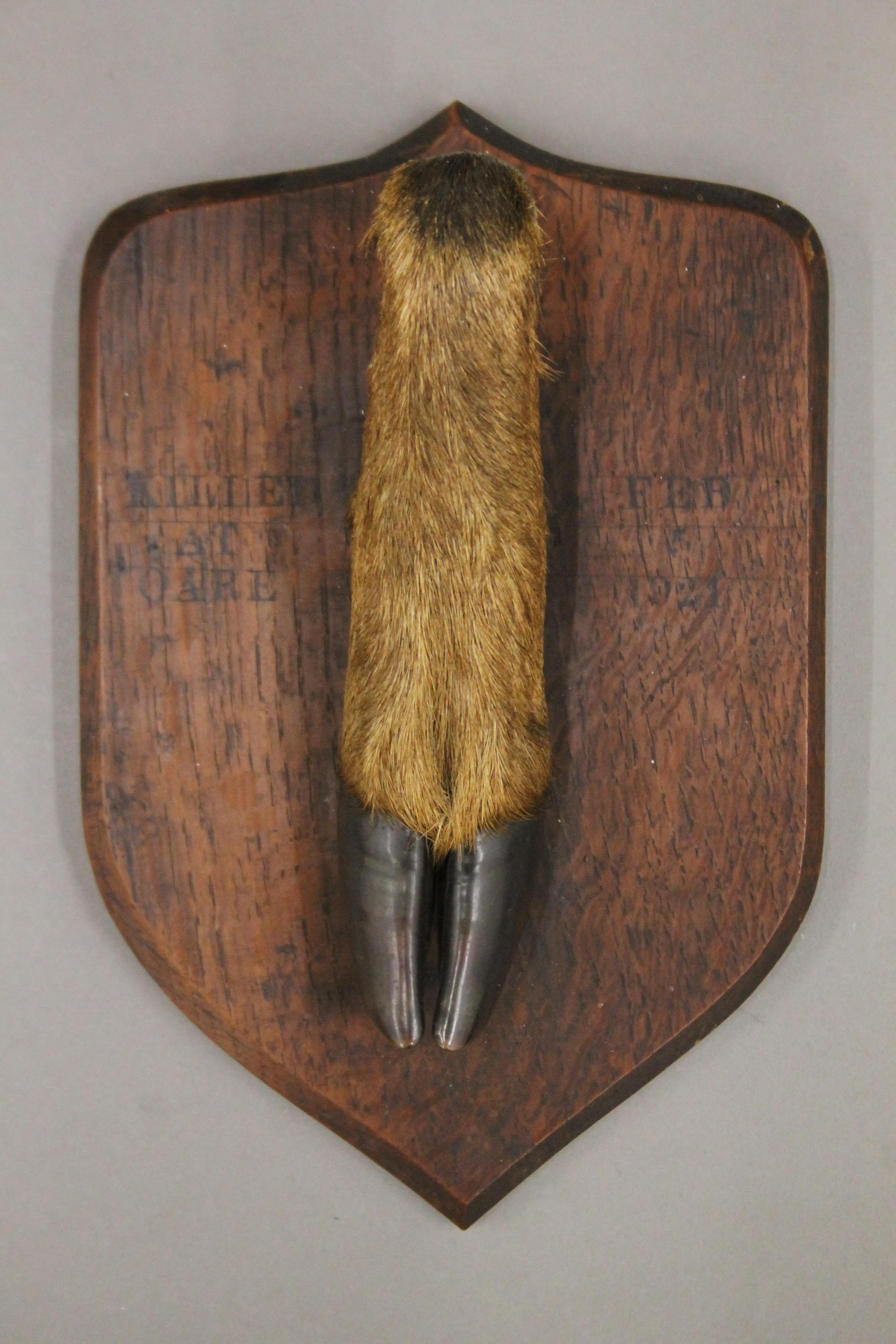 A taxidermy specimen of a preserved Red Deer's slot Cervus elaphus mounted on a wooden shield - Image 2 of 4