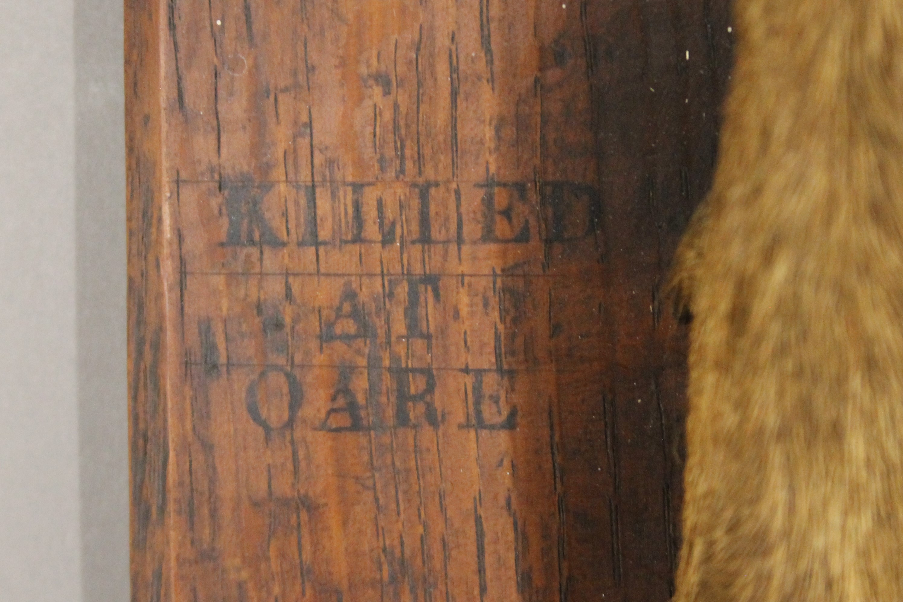 A taxidermy specimen of a preserved Red Deer's slot Cervus elaphus mounted on a wooden shield - Image 3 of 4