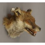 A taxidermy specimen of a Red Fox Vulpes vulpes mask mounted as if for a shield.