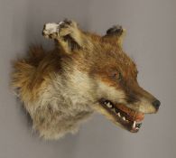 A taxidermy specimen of a Red Fox Vulpes vulpes mask mounted as if for a shield.