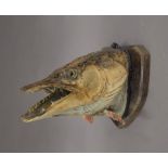 A taxidermy specimen of a preserved Pike's head Esox lucius mounted on a wooden shield.