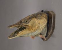 A taxidermy specimen of a preserved Pike's head Esox lucius mounted on a wooden shield.