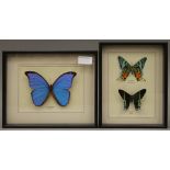 Three taxidermy specimens of preserved butterflies housed in two glazed fronted wooden cases.