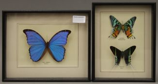 Three taxidermy specimens of preserved butterflies housed in two glazed fronted wooden cases.