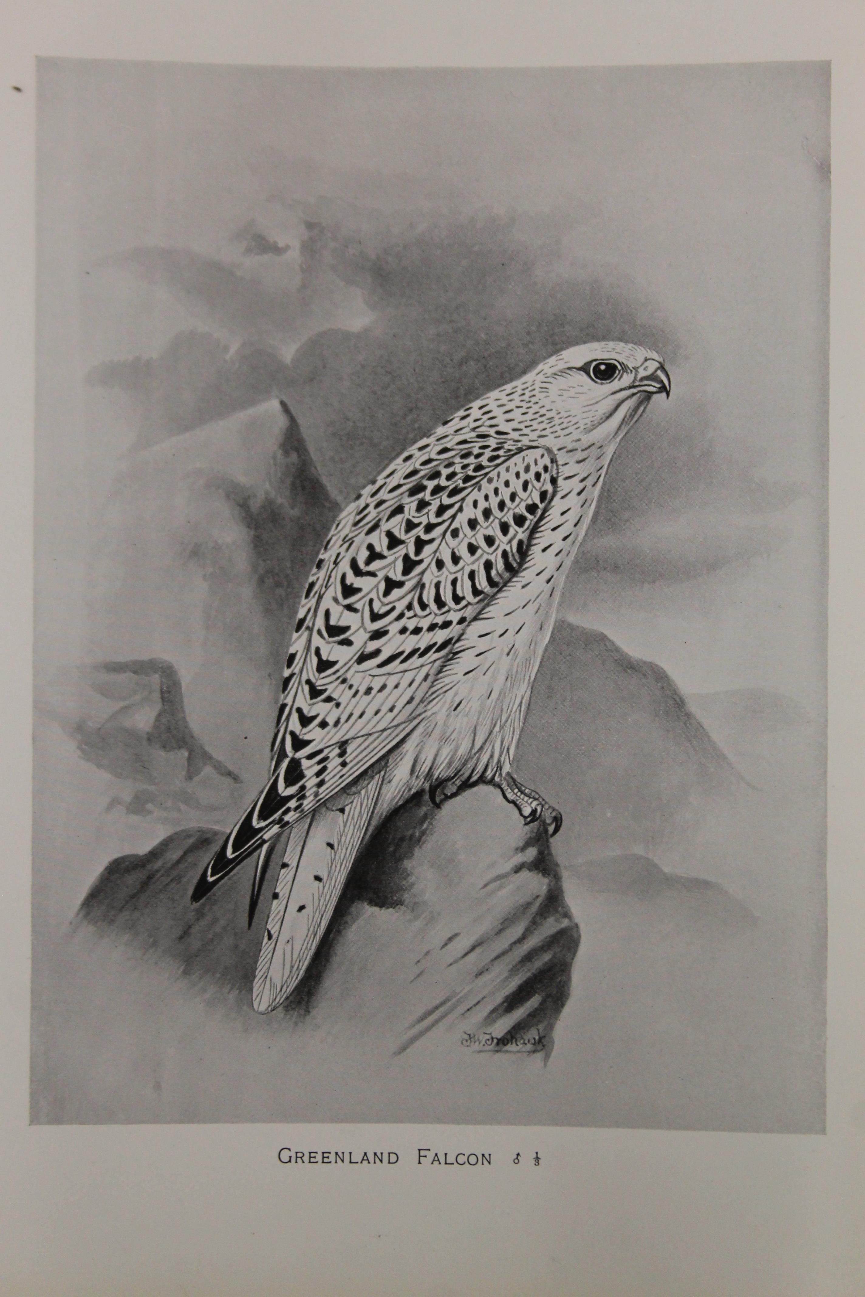 After FROHAWK, a collection of bird prints, circa 1900. - Image 3 of 5