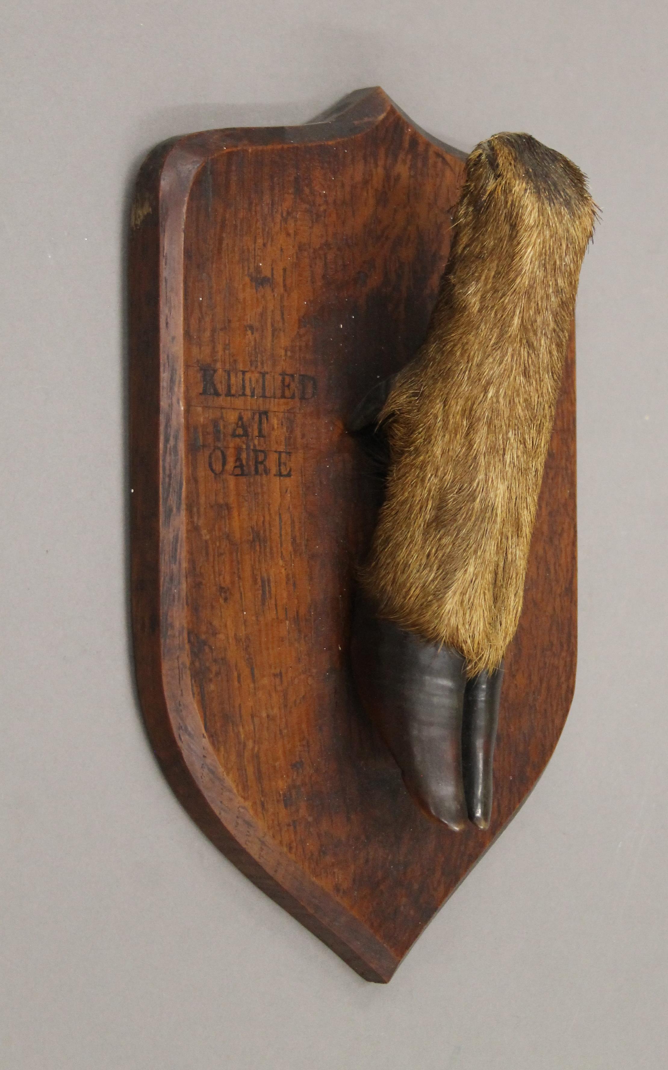 A taxidermy specimen of a preserved Red Deer's slot Cervus elaphus mounted on a wooden shield