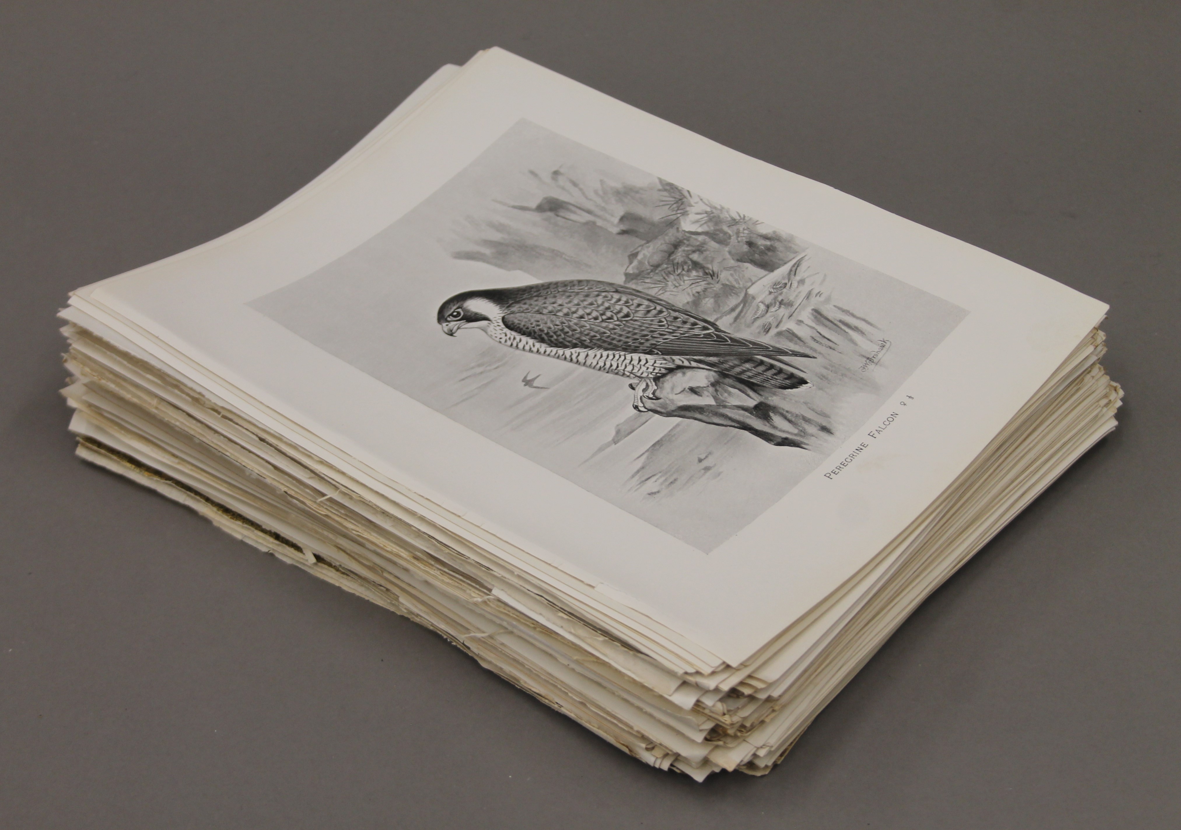 After FROHAWK, a collection of bird prints, circa 1900.