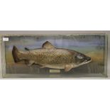 A taxidermy specimen of a Brown trout Salmo trutta by Rowland Ward in a glazed case with painted