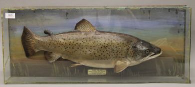 A taxidermy specimen of a Brown trout Salmo trutta by Rowland Ward in a glazed case with painted