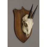 A taxidermy specimen of a preserved Steinbok head and horns Raphicerus campestris mounted on a