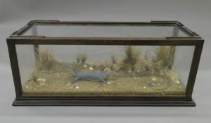 A taxidermy specimen of a lizard in a wooden glazed case. 17 cm high x 46 cm wide x 20 cm deep.