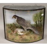 A taxidermy specimen of a Peregrine Falcon Falcus Peregrinus over a pigeon by John Cooper in a