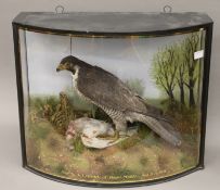 A taxidermy specimen of a Peregrine Falcon Falcus Peregrinus over a pigeon by John Cooper in a