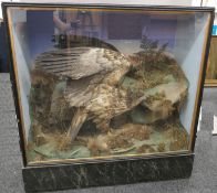 An early 20th century taxidermy specimen of a White-tailed (or Sea) Eagle Haliacetus albicilla in a