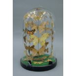 A glass dome of containing moths. 30 cm high.