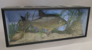 A taxidermy specimen of a Bream Abramis brama in a naturalistic setting in a wooden glazed fronted