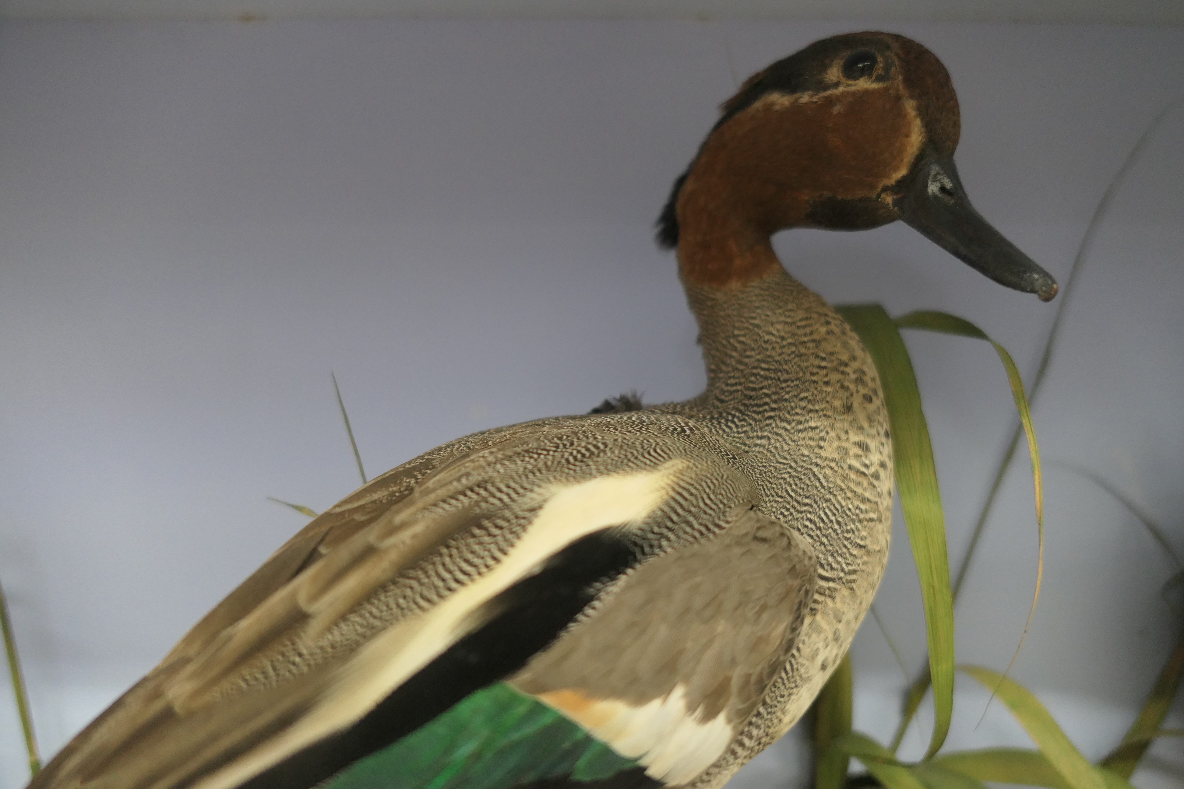 Four taxidermy specimens of ducks by Edward Gerrard & Son, Taxidermist, London, - Image 4 of 15