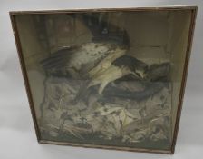 An early 20th century taxidermy specimen of an Osprey Pandion haliaetus in a naturalistic setting