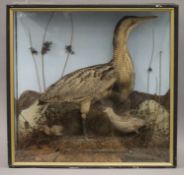 A taxidermy specimen of a Bittern Botaurus stellaris a Corncrake Crex crex and a chick in a