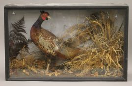 A taxidermy specimen of a Pheasant Phasianus colchicus in a naturalistic setting in a wooden glazed