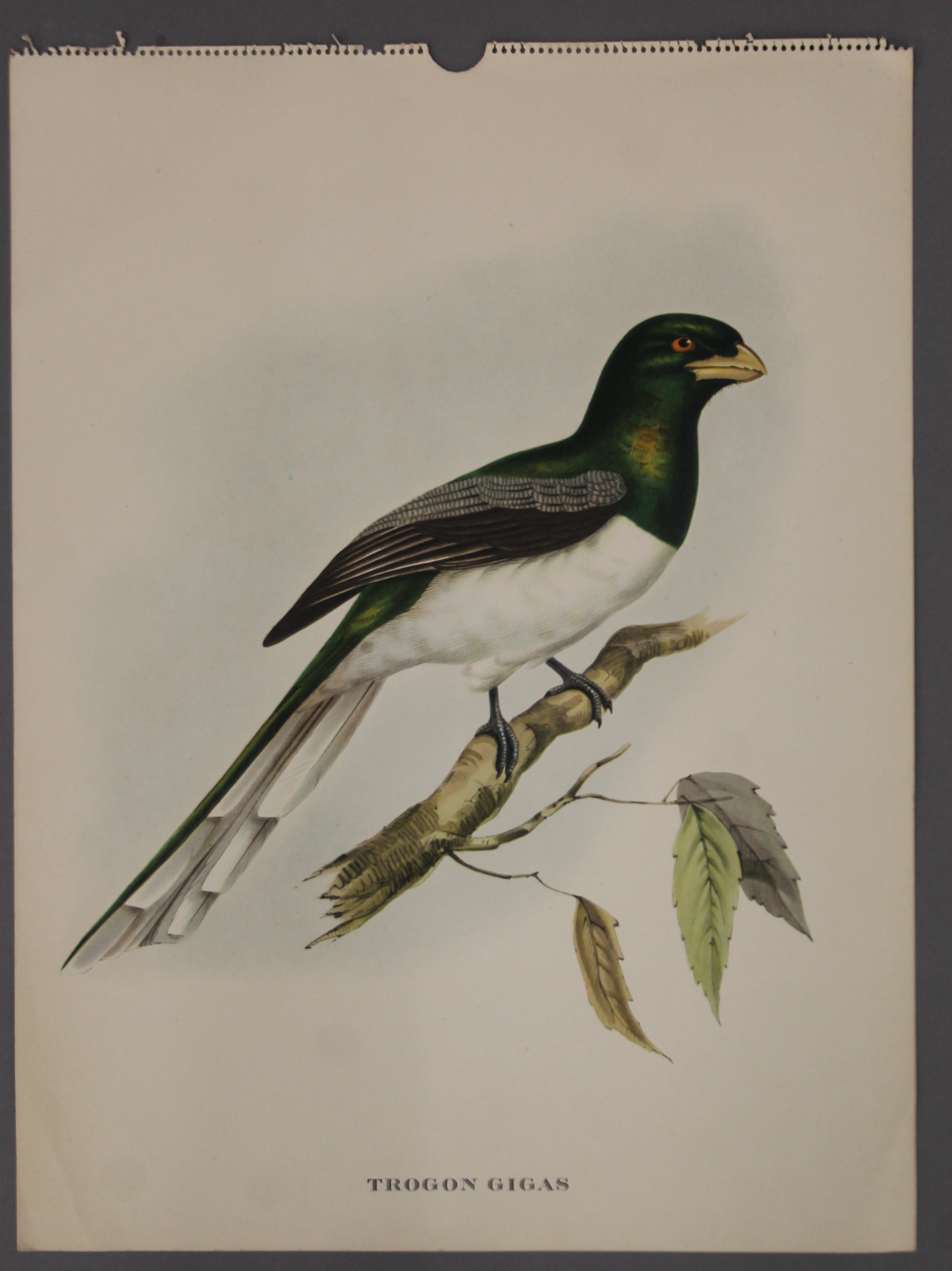 Five plates of tropical birds, After John Gould (1804-1881). - Image 8 of 9