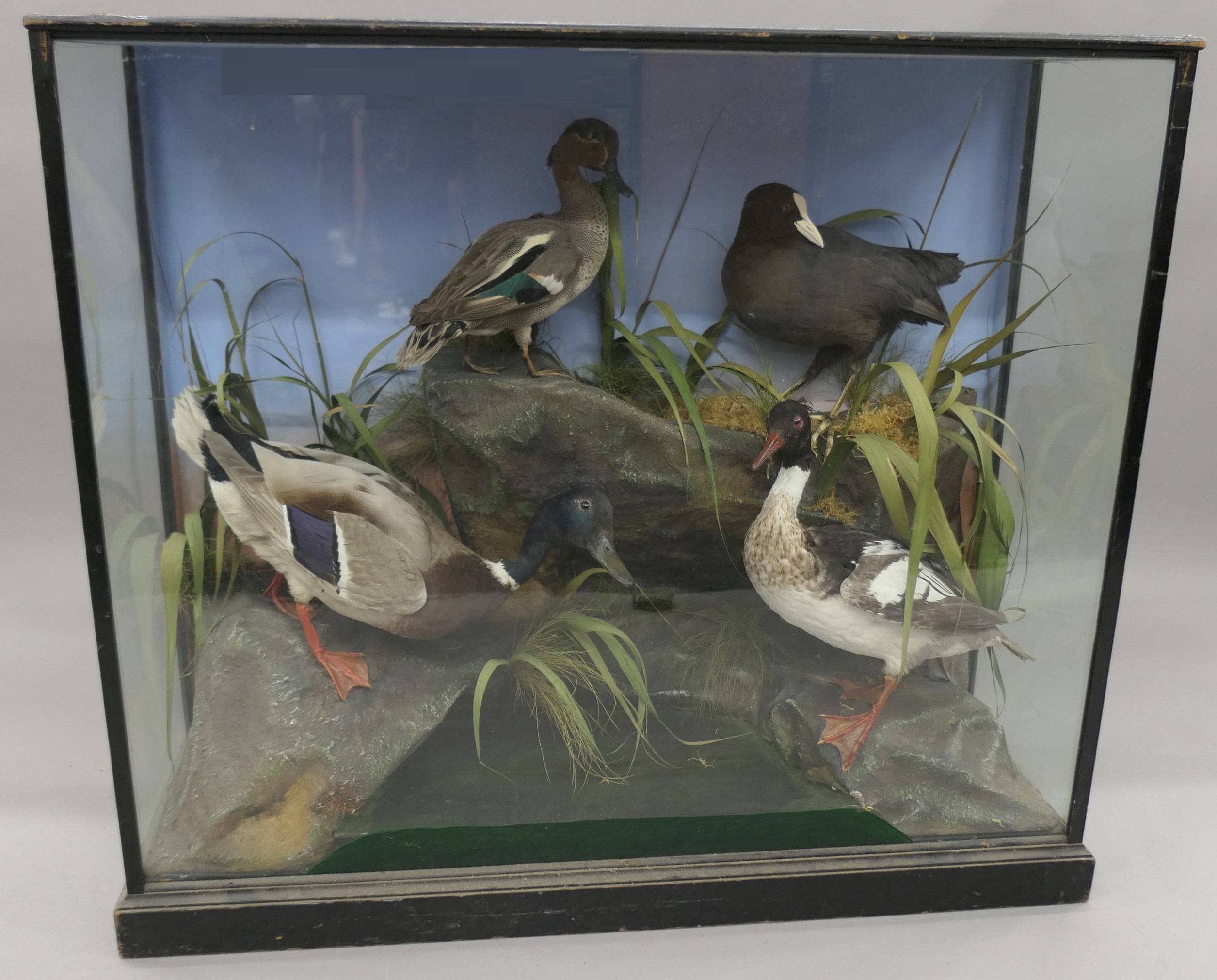Four taxidermy specimens of ducks by Edward Gerrard & Son, Taxidermist, London, - Image 2 of 15