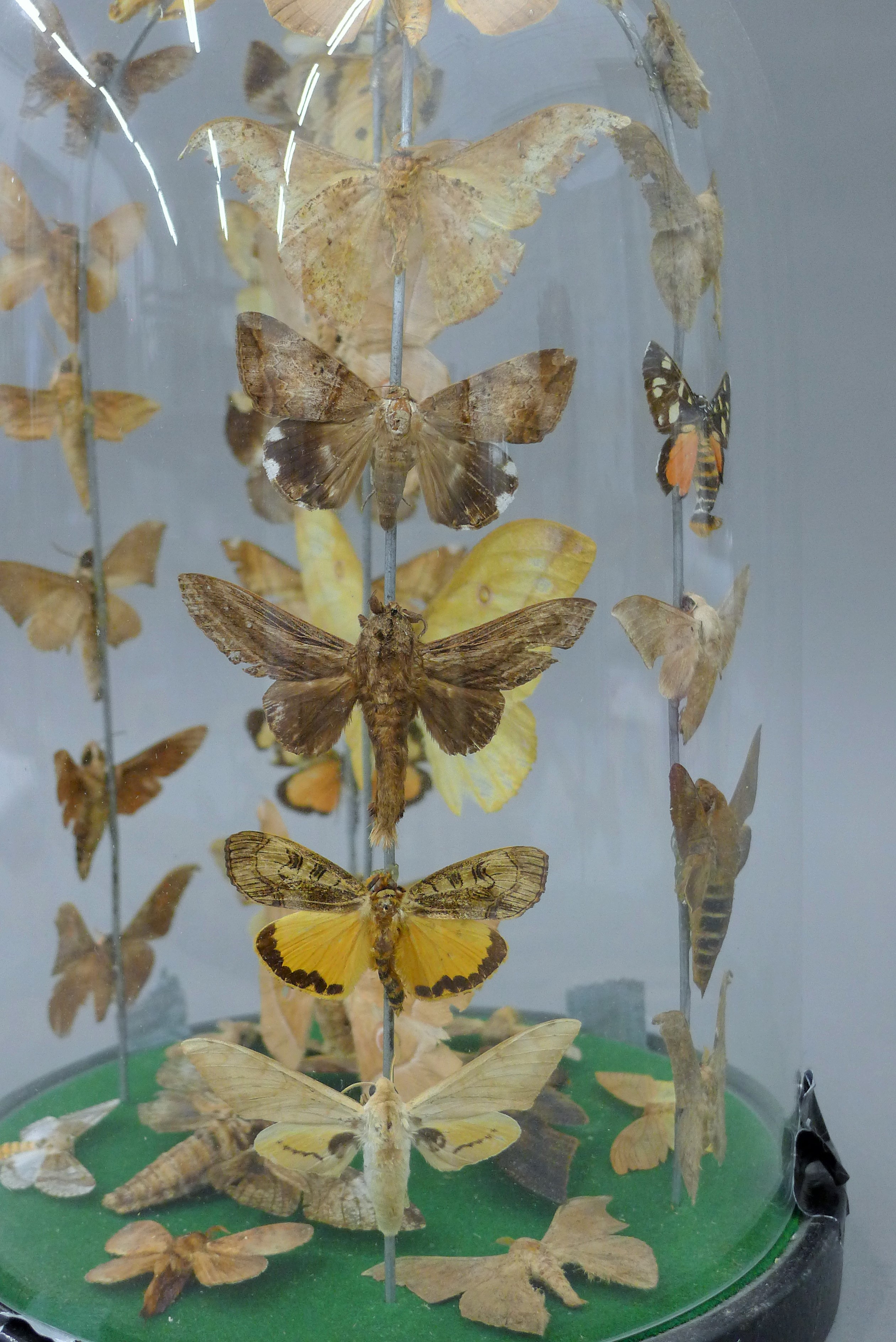 A glass dome of containing moths. 30 cm high. - Image 3 of 4