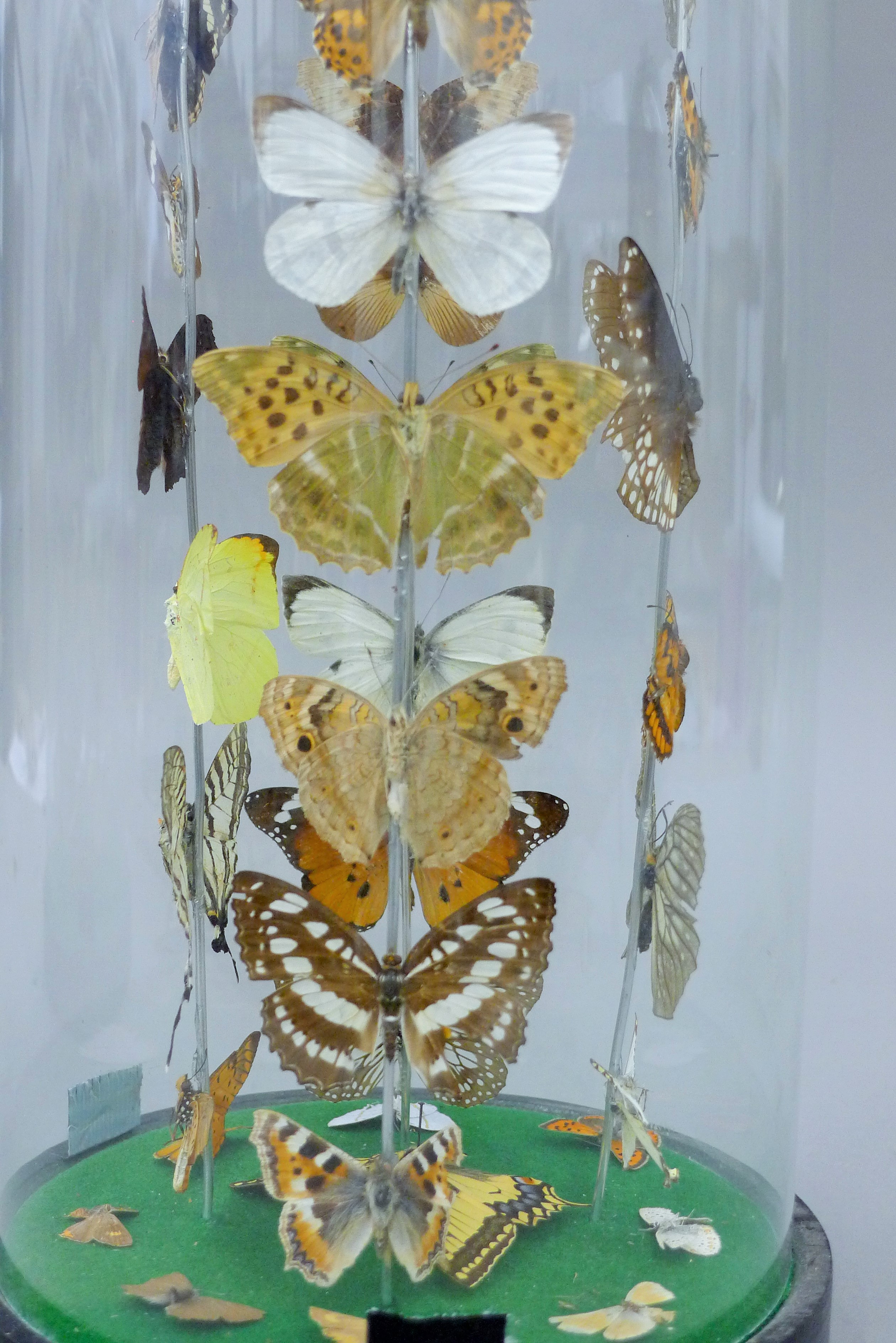 A glass dome containing butterflies. 35 cm high. - Image 4 of 5