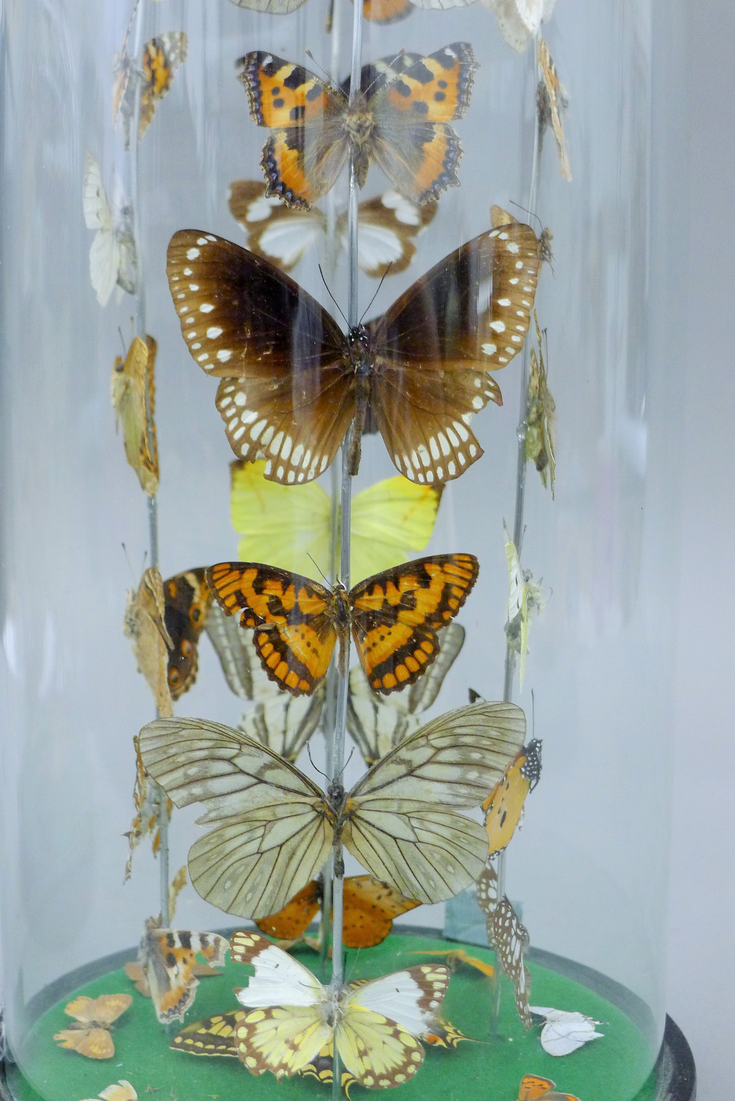 A glass dome containing butterflies. 35 cm high. - Image 5 of 5