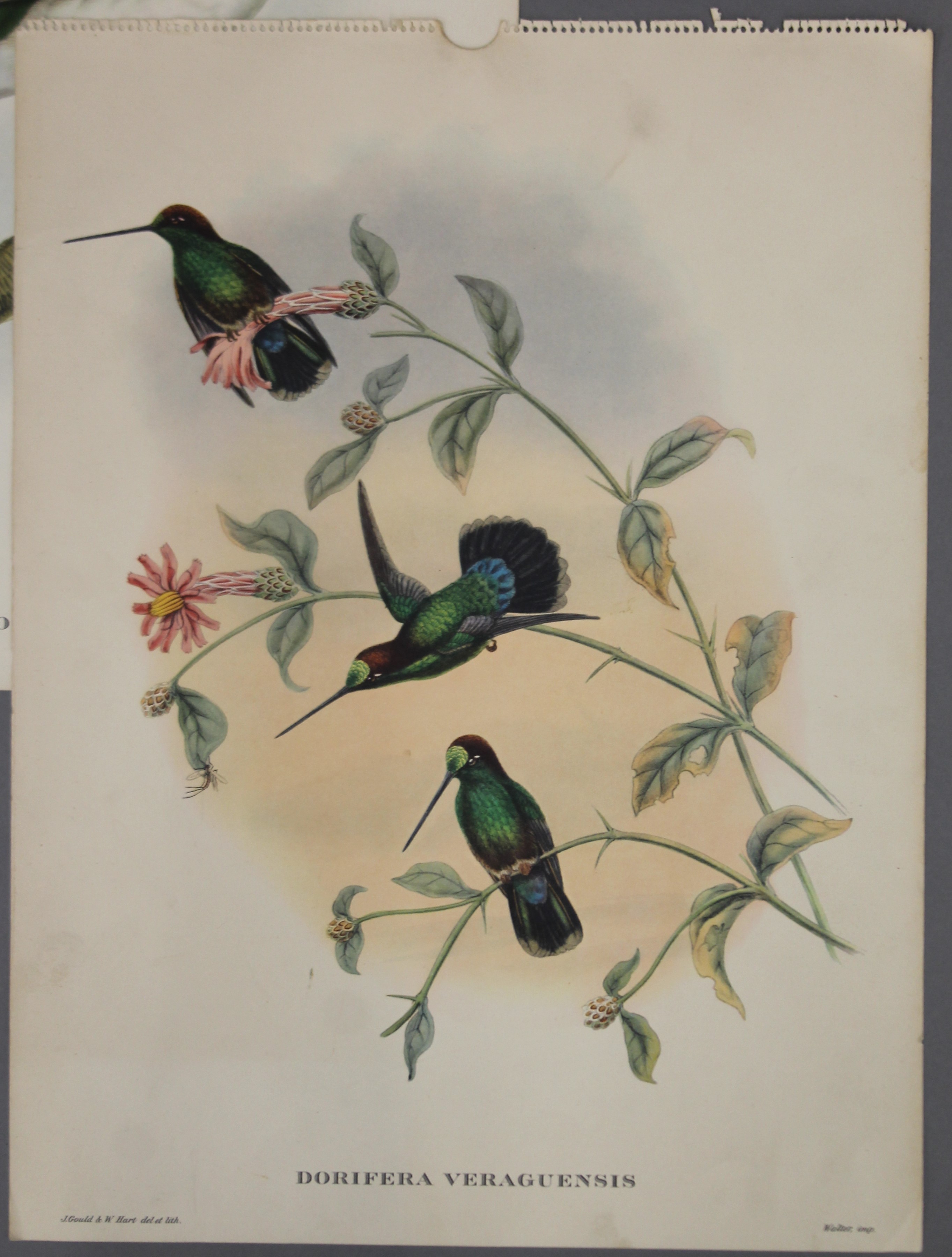 Five plates of tropical birds, After John Gould (1804-1881). - Image 7 of 9