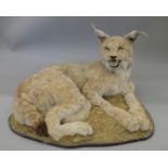 A taxidermy specimen of a Lynx Lynx lynx mounted on a wooden base.
