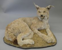 A taxidermy specimen of a Lynx Lynx lynx mounted on a wooden base.