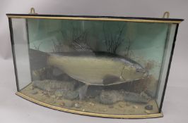 A taxidermy specimen of a Tench Tinca tinca in a naturalistic setting in a wooden bow fronted