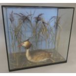A taxidermy specimen of a Great Crested Grebe Podices cristatus in a naturalistic setting in a