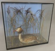 A taxidermy specimen of a Great Crested Grebe Podices cristatus in a naturalistic setting in a