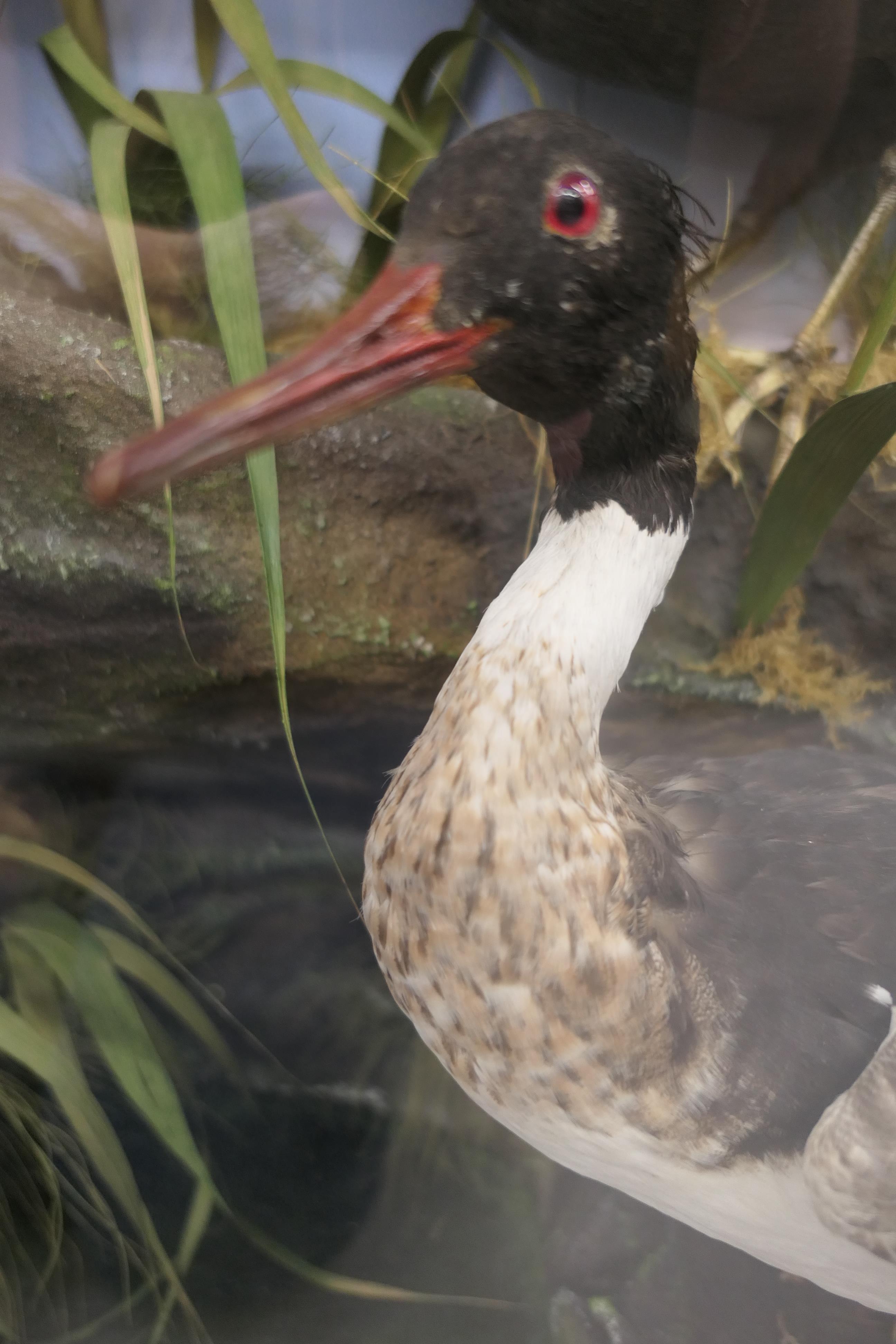 Four taxidermy specimens of ducks by Edward Gerrard & Son, Taxidermist, London, - Image 6 of 15