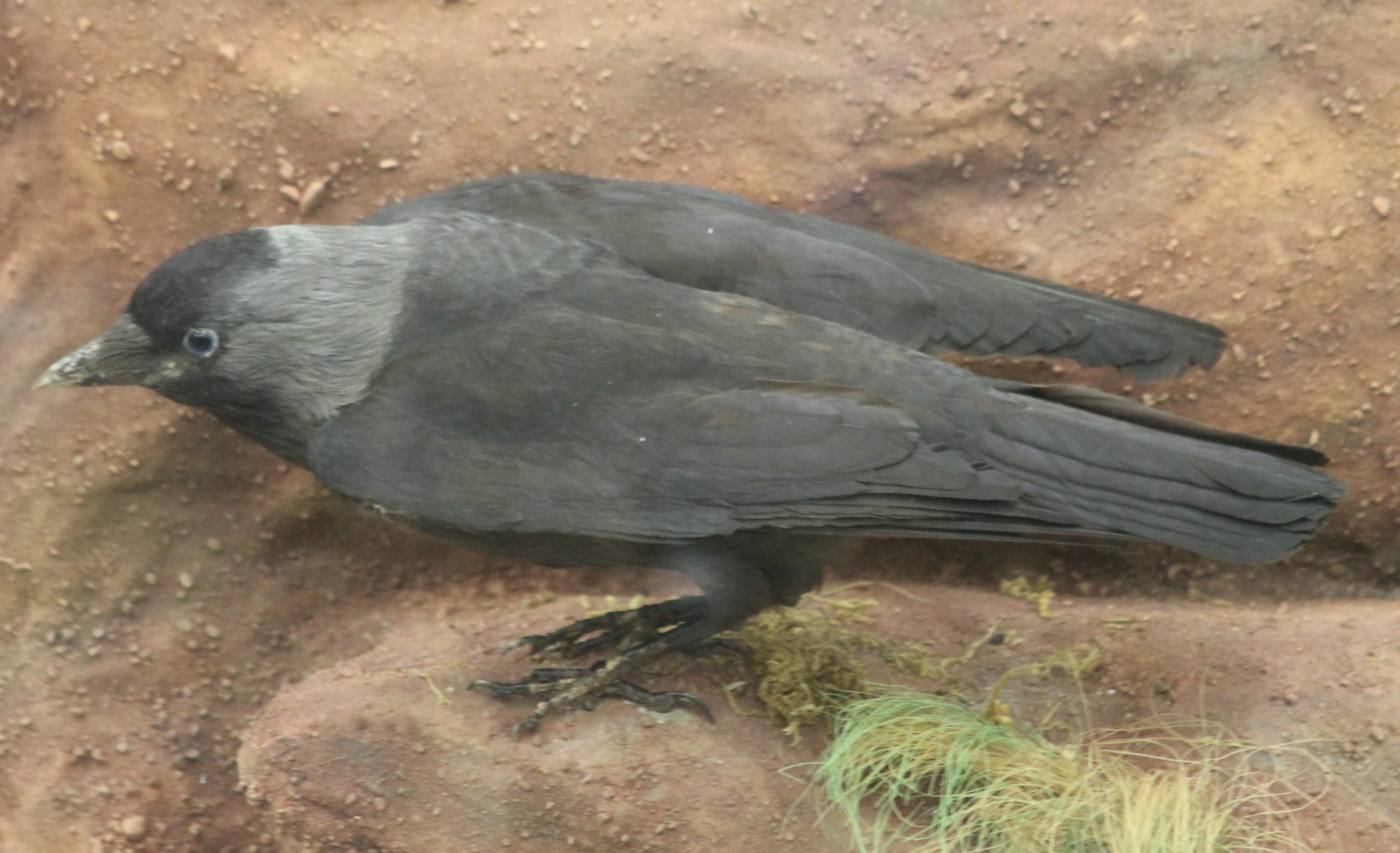 A taxidermy specimen of two Jackdaws Corvus monedula in a naturalistic setting in a wooden glazed - Image 3 of 3