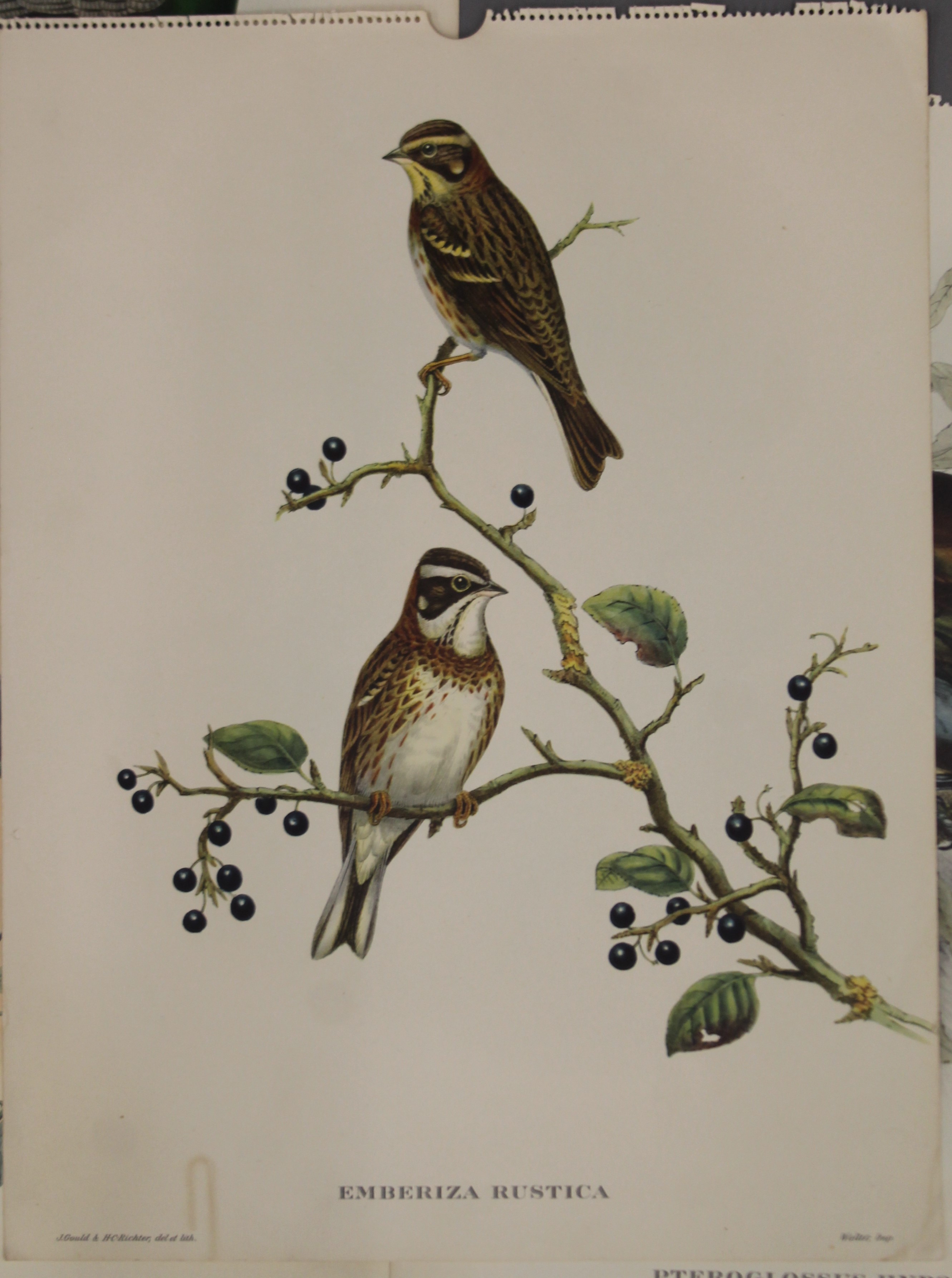 Five plates of tropical birds, After John Gould (1804-1881). - Image 5 of 9