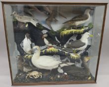 A large collection of taxidermy specimens of Scottish sea birds including a Puffin Fratercula