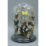 A large glass dome containing butterflies. 43 cm high.