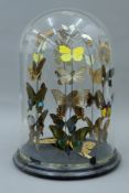 A large glass dome containing butterflies. 43 cm high.