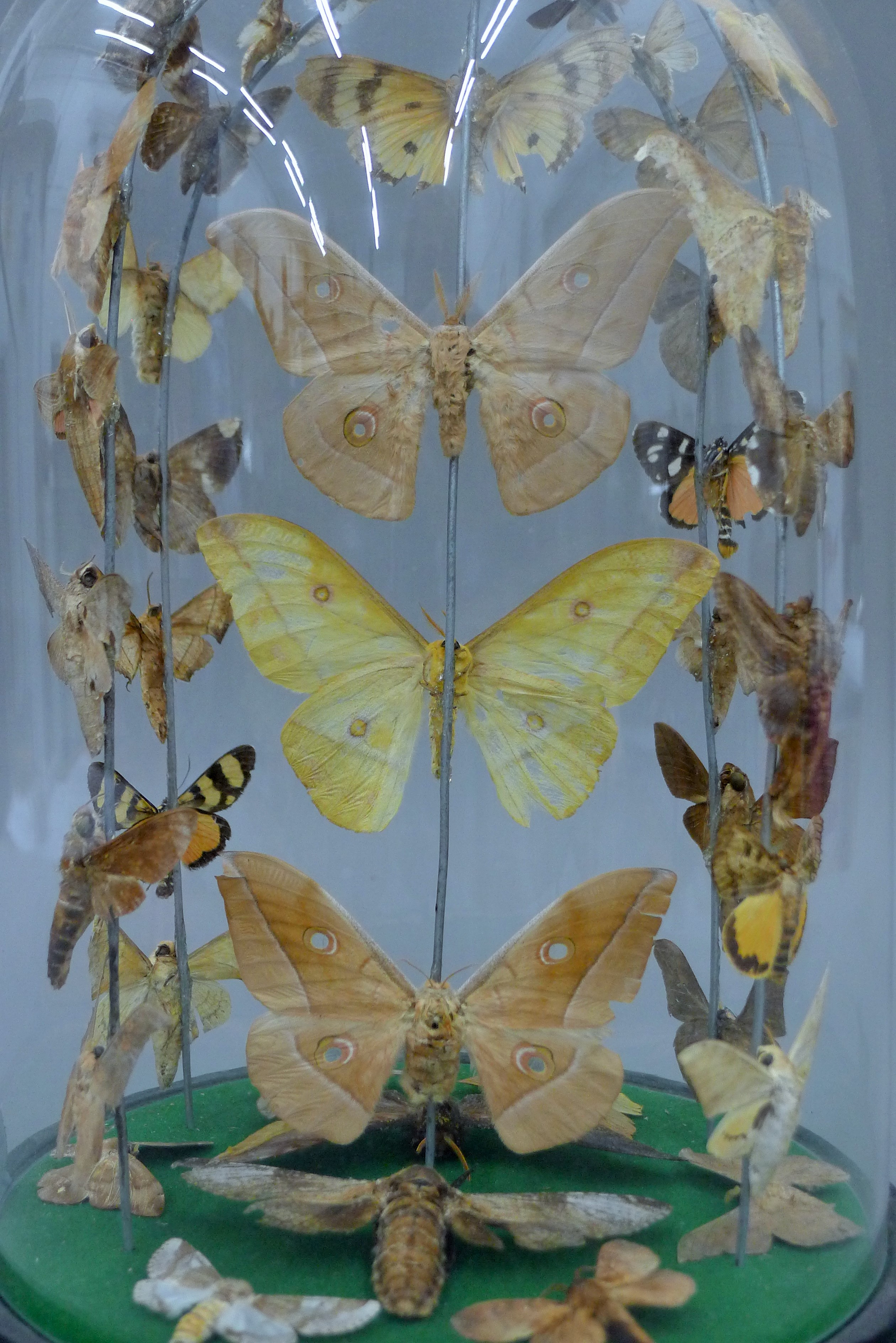 A glass dome of containing moths. 30 cm high. - Image 2 of 4