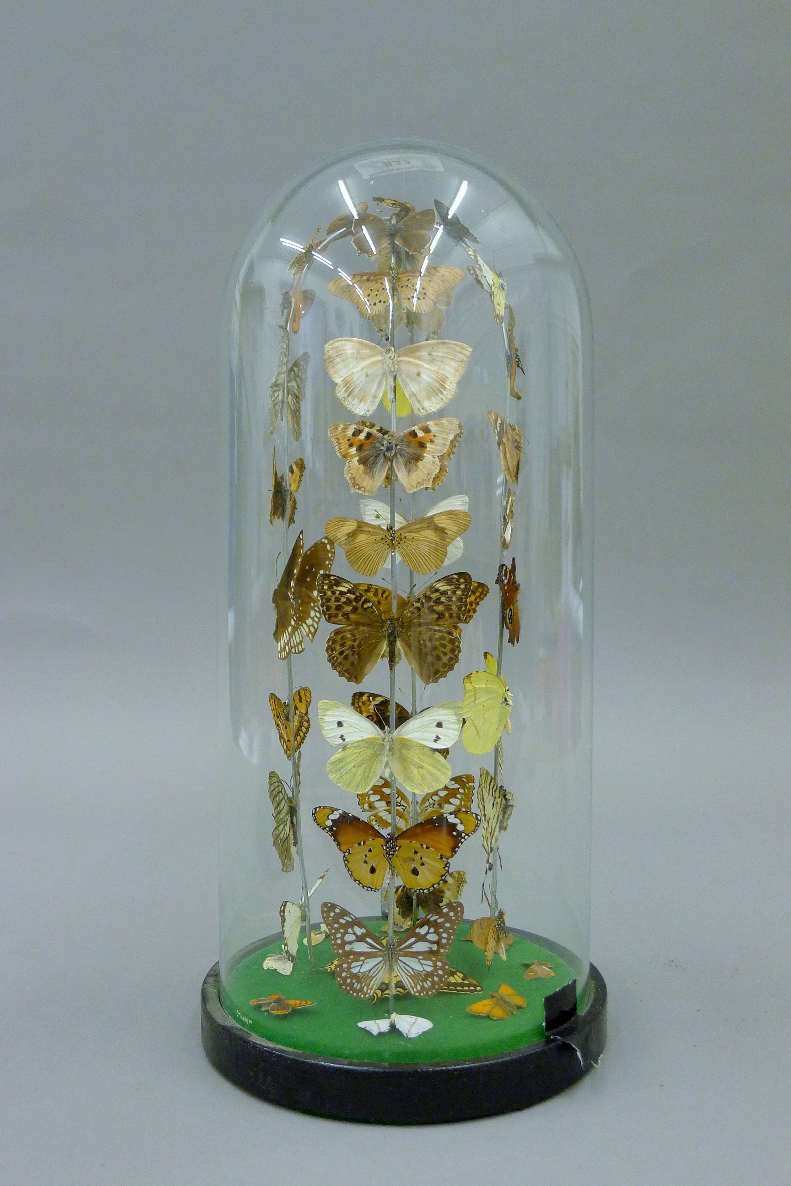 A glass dome containing butterflies. 35 cm high.